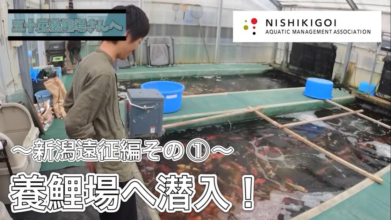 ＜KOI＞錦鯉水槽飼育普及協会#006【新潟遠征編その①養鯉場へ潜入！】