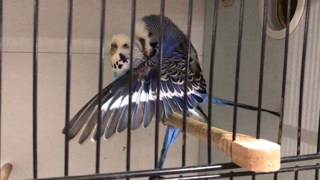 MUHABBET KUŞU SESİ Dinletin Kuşunuzu Çıldırtın