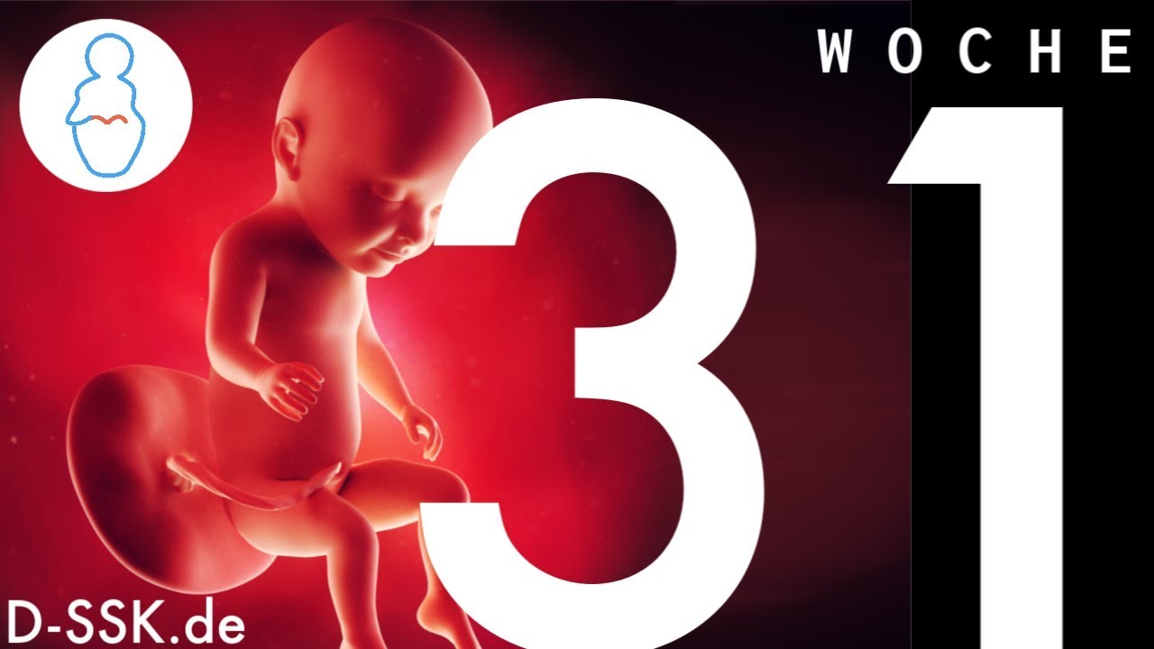 31. SSW / 31. Schwangerschaftswoche ✪ D-SSK.de