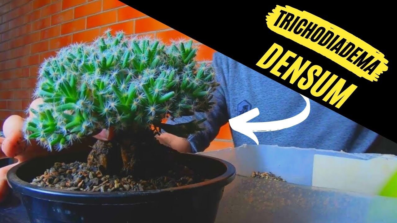 Troca de vaso de uma Trichodiadema Densum