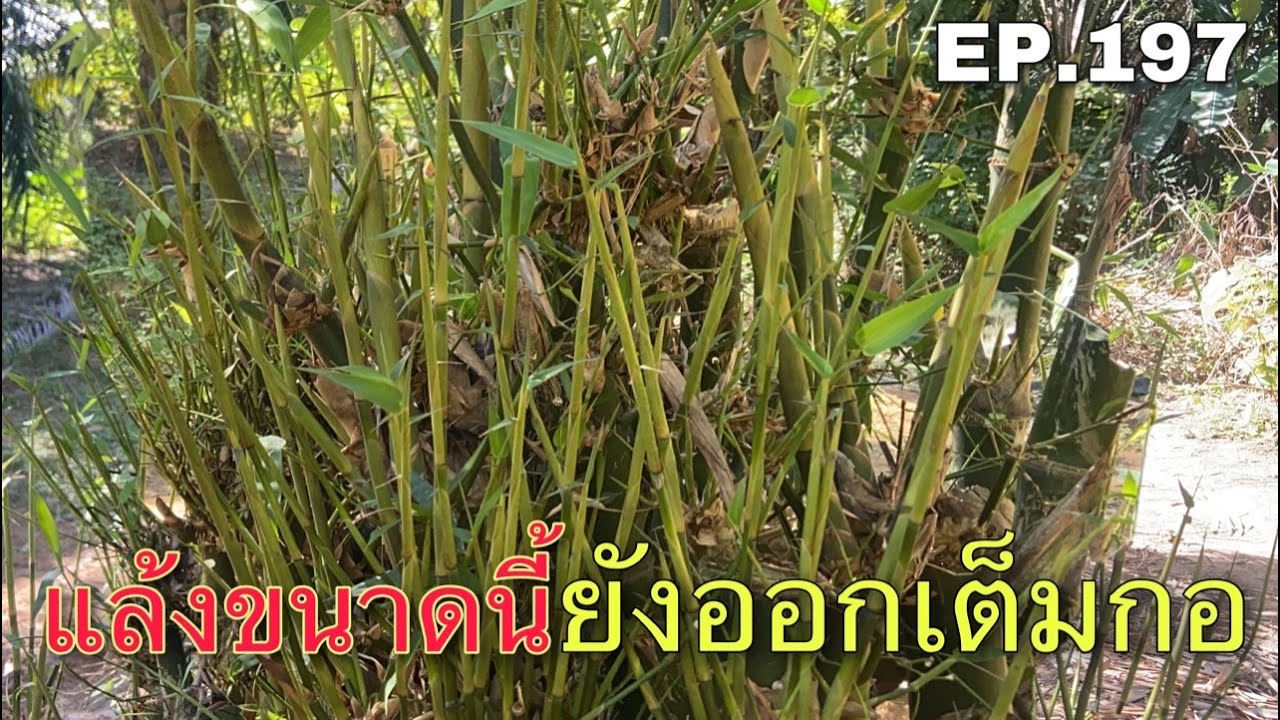 5/3/21แหนงรอบนี้เยอะที่สุดเท่าที่เคยเก็บมาเก็บแบบมันส์มือไปเลยแกงน้ำข้นๆเครื่องแน่นๆแซ่บๆด้วยกันครับ