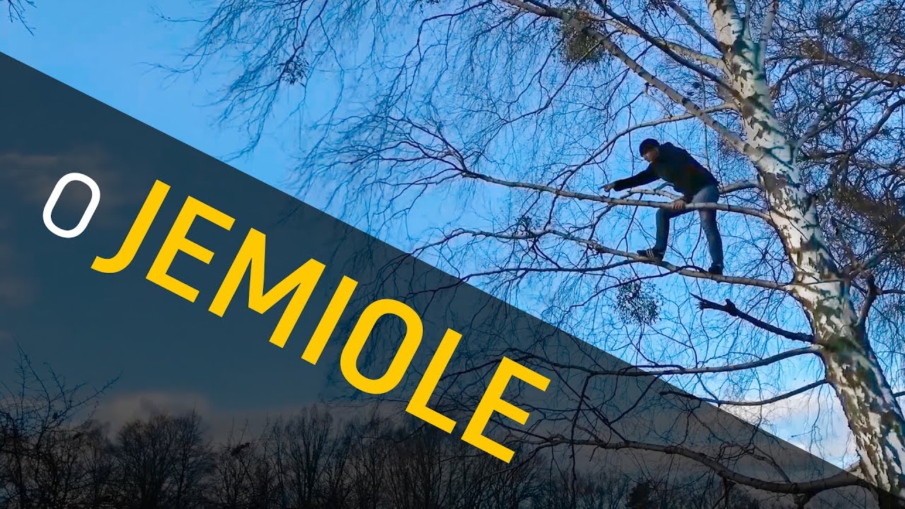 Jemioła, całusy i... chodzenie po drzewach  - o Lesie #09