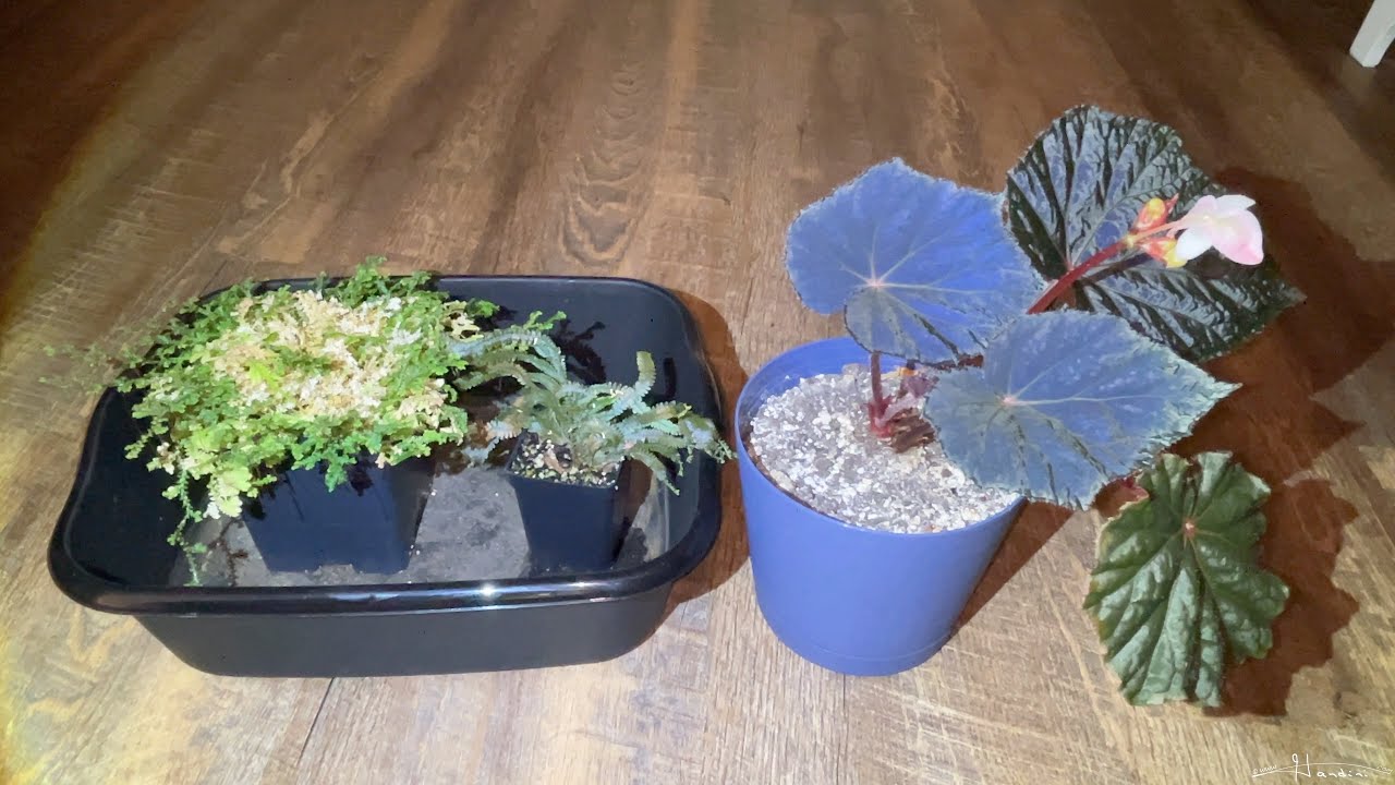 Selaginella Uncinata & Wildenowii   A Quick Comparison Of Their Iridescence