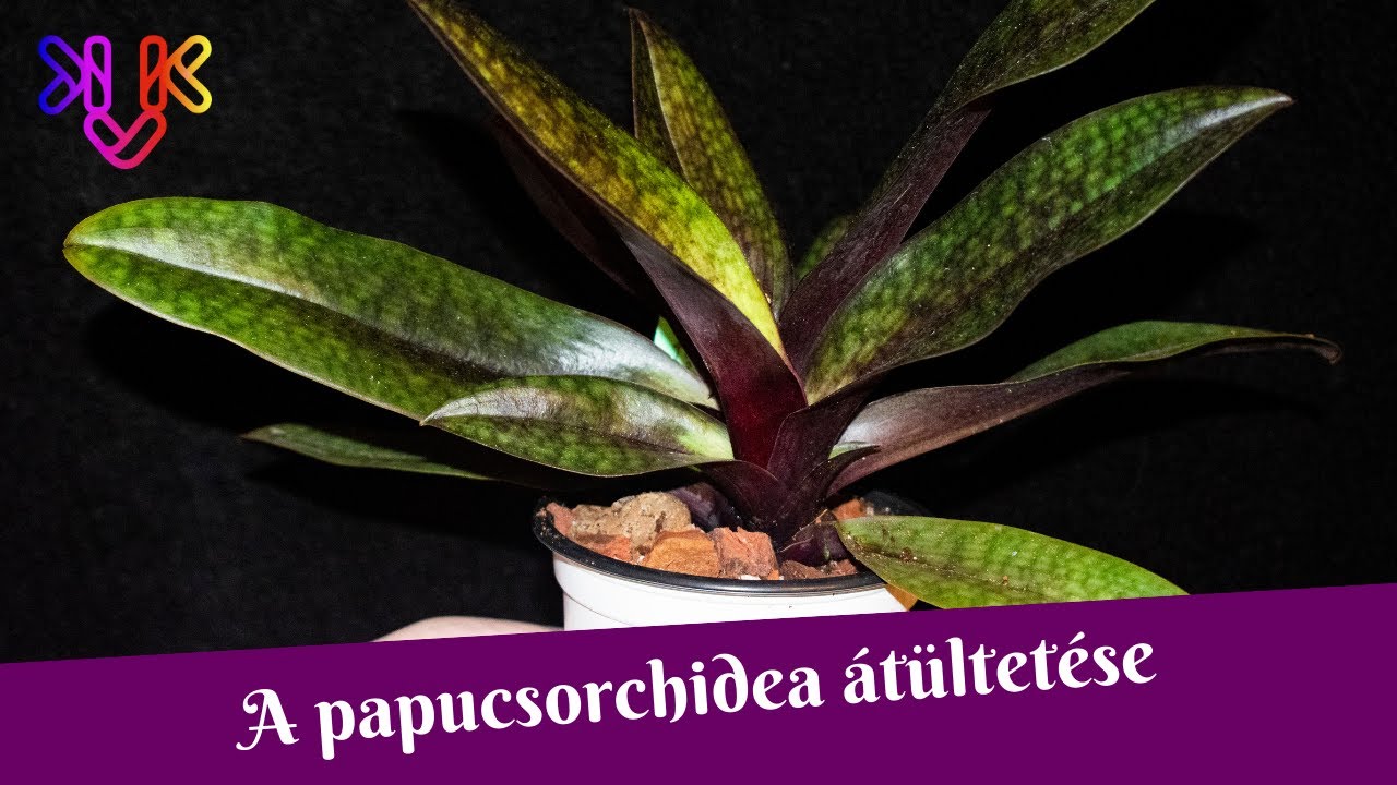 Papucsorchidea átültetés | A paphiopedilum orchidea ültetőközege