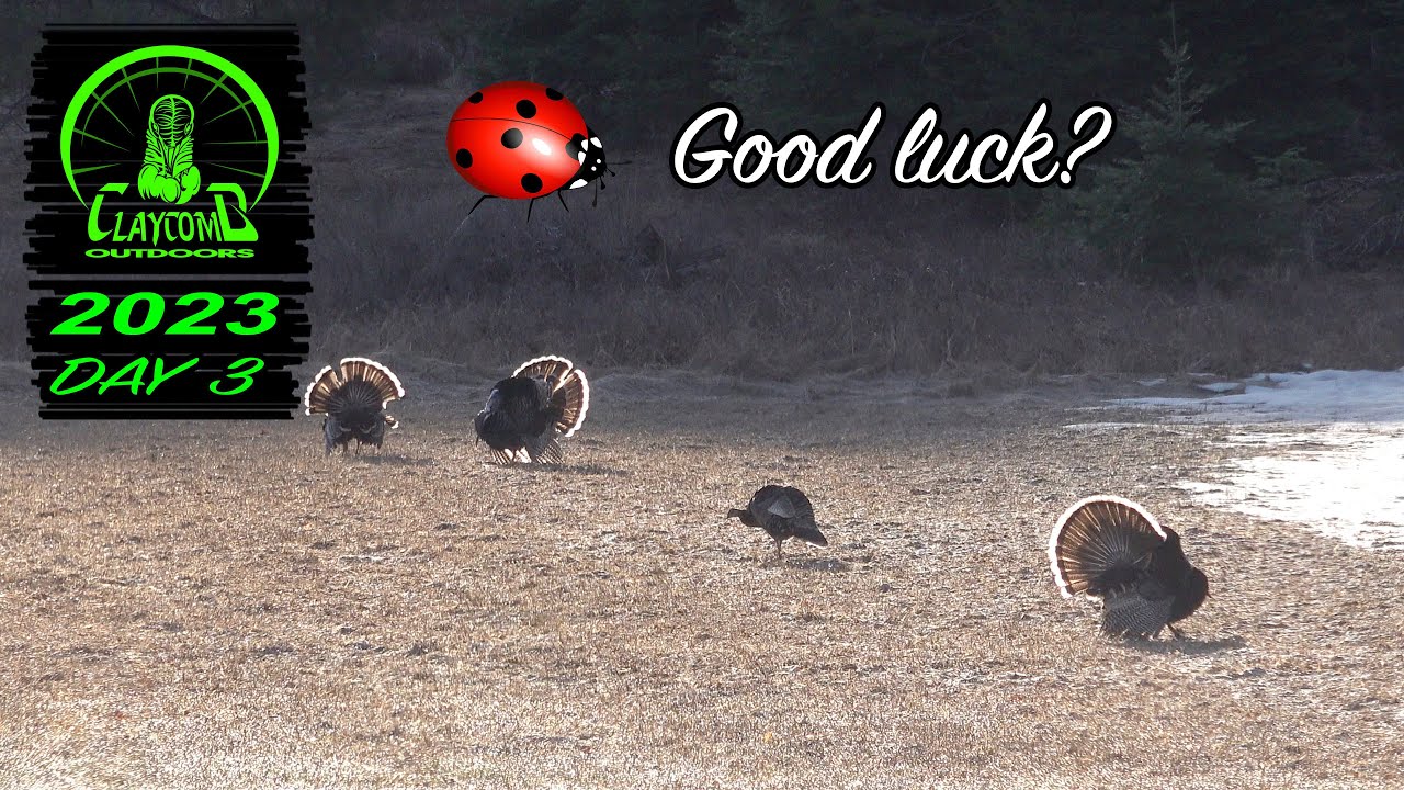 Turkey hunting in the mountains of Washington - Are ladybugs really good luck?