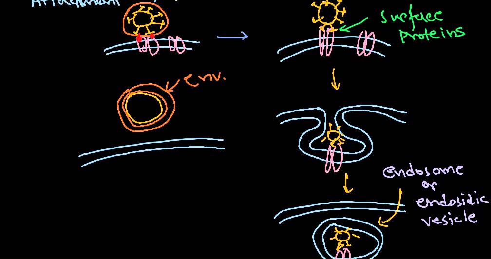 6  Viral pathogenesis step by step process