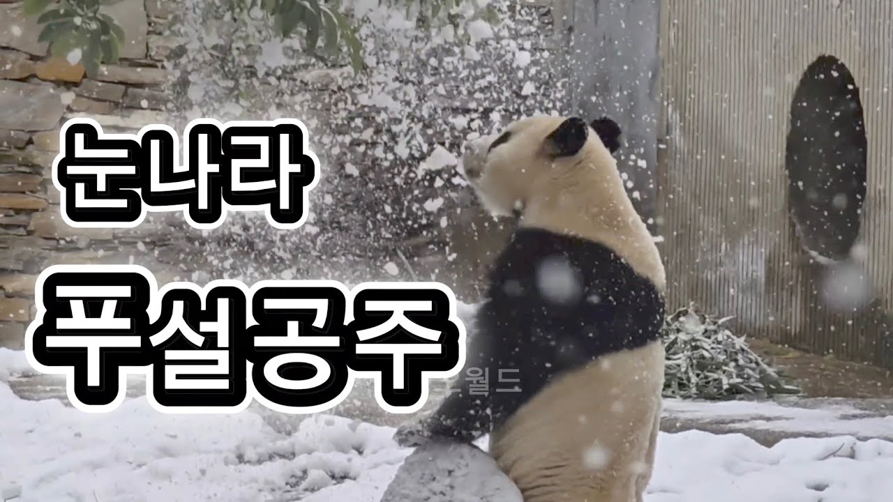 기적같은 하루❤️ 눈나라 푸설공주를 만나보세요