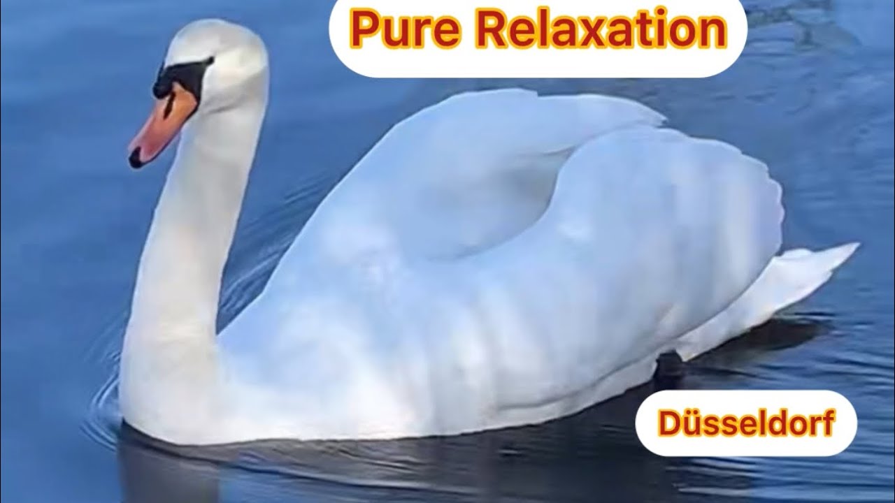 Swans, Ducks and Pure Relaxation 🦢 Walk by the Lake in Düsseldorf | Slow Life Germany.Полный релакс.