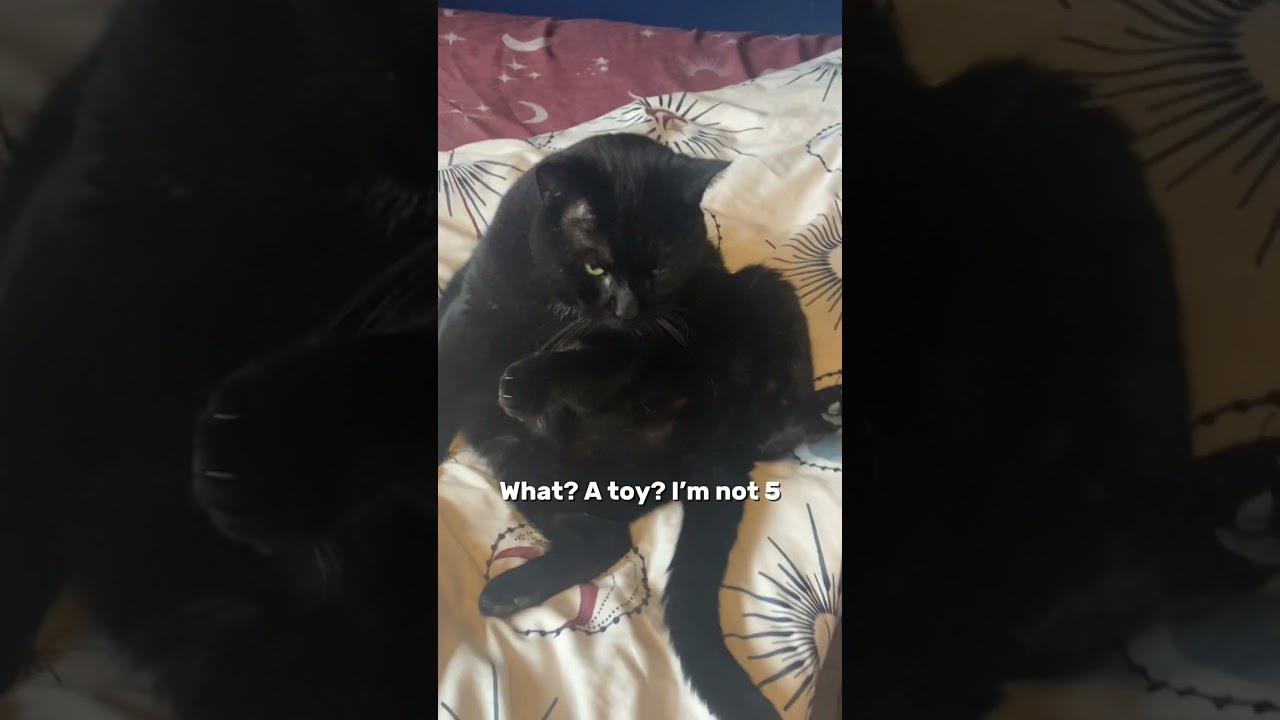 What. A kaleidoscope? I&rsquo;m not 5 | #cat #bombaycat #blackcat