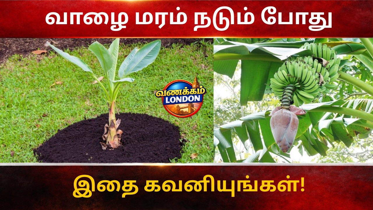 வீட்டில் வாழை மரம் நடும்போது இவற்றையெல்லாம் கவனியுங்கள்..