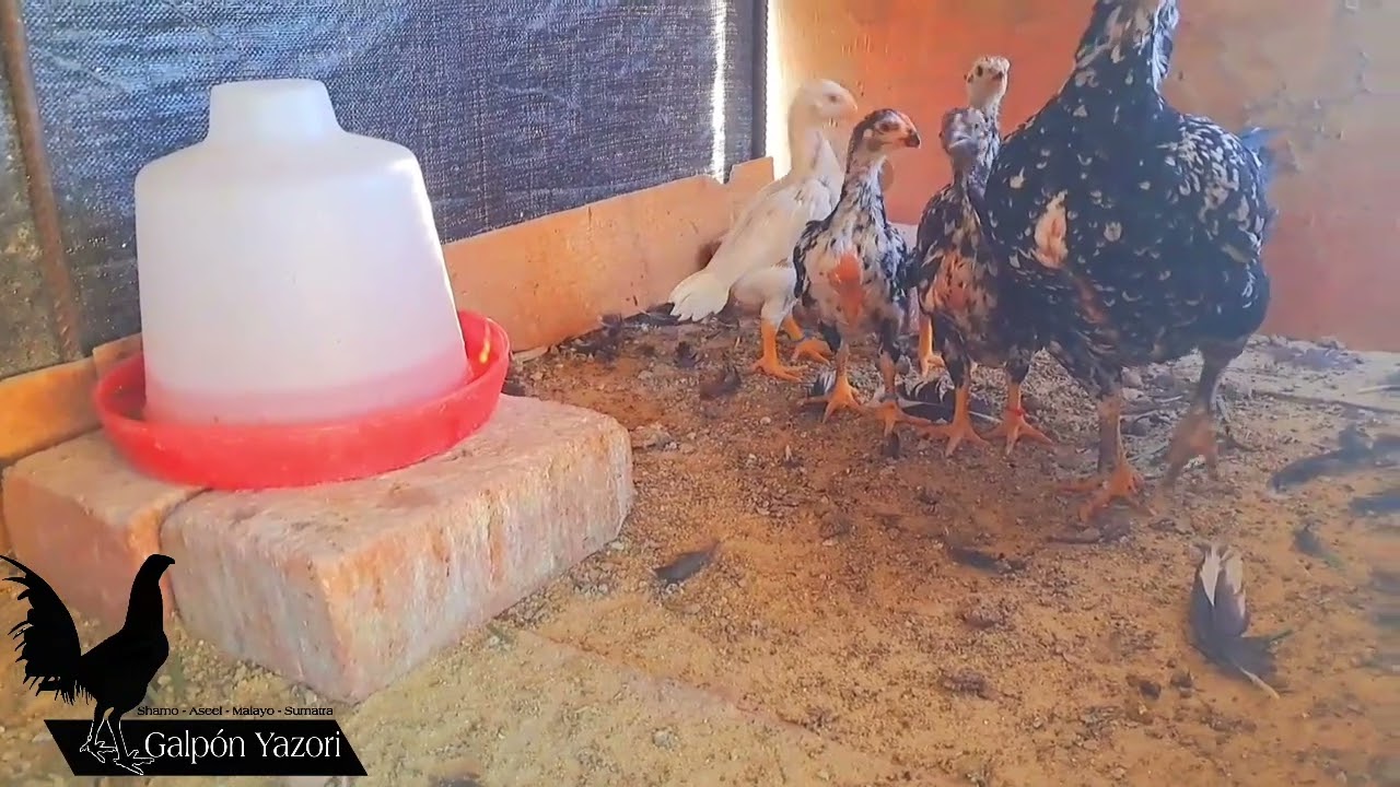 Los pollos asiles siguen en desarrollo | Galpón yazori