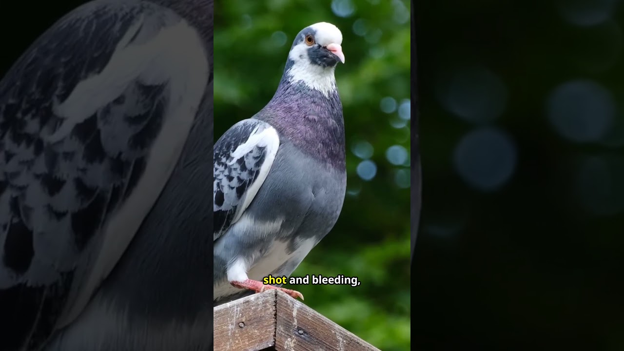 How a Pigeon Saved 500 Soldiers!