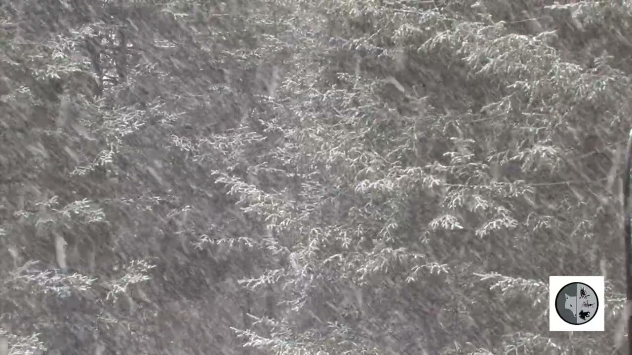 La nature simplement-Neige abondante/Simply Nature-Heavy snow