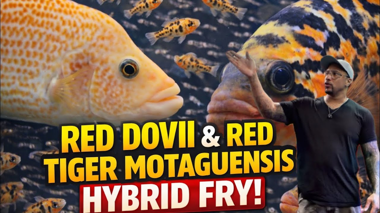 INSANE Growth Update on My Red Dovii × Red Tiger Motaguensis Fry! Rare Hybrid Explosion!