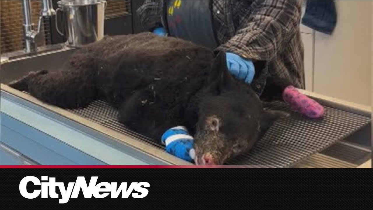 Bear cub expected to recover after suffering major burns in northern B.C.