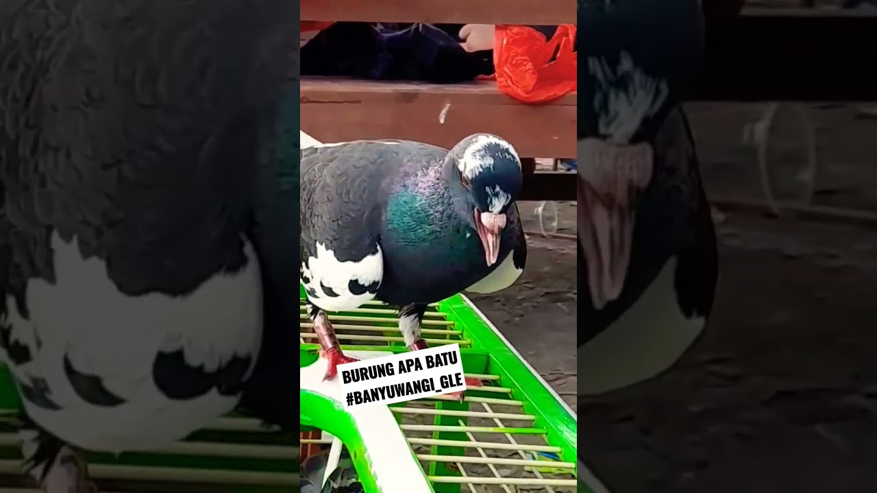 MERPATI KOLONG VIRAL 2023