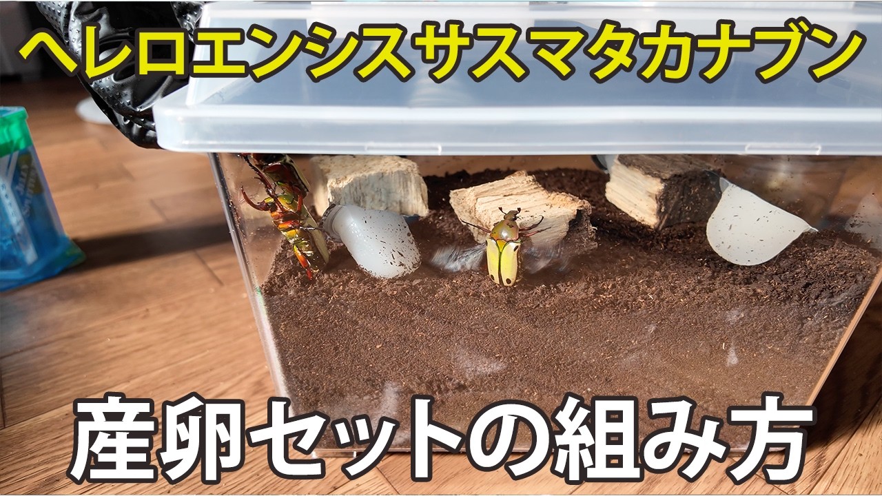 【へレロエンシスサスマタカナブン】初心者が、初めて産卵セットを組んでみた！