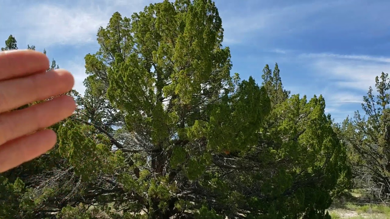 (#107) Disjunct population of Rocky Mountain Juniper