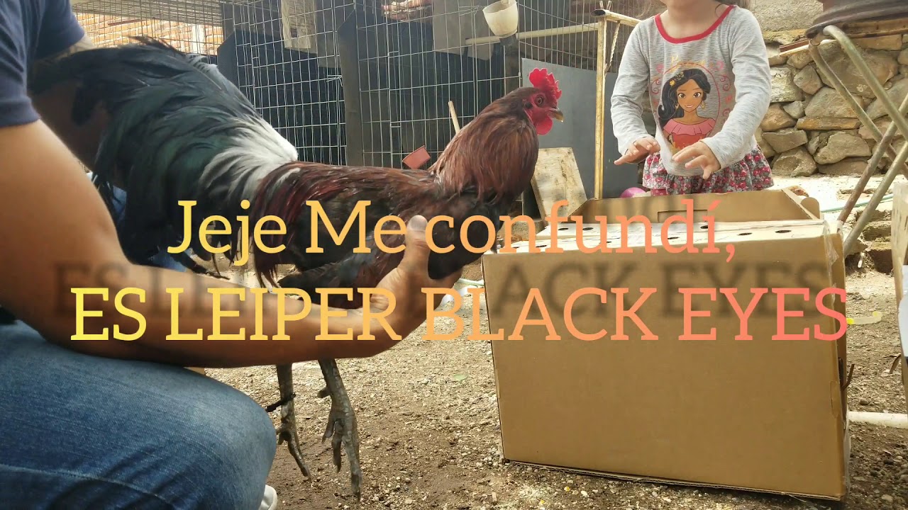 DINK FAIR SWEATER Y LEIPER BLACK ¡¡REFUERZOS PARA LA TEMPORADA 2020-2021!!