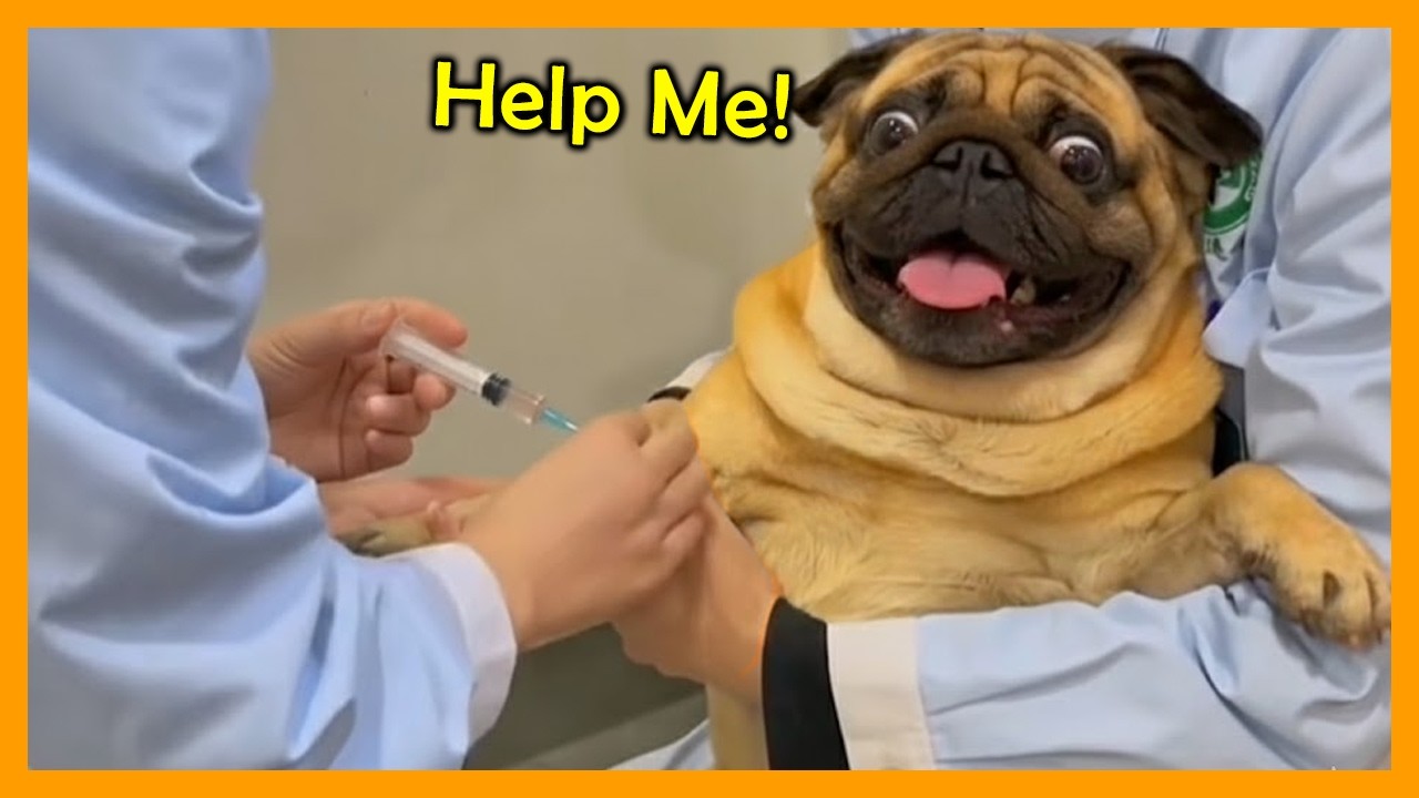 Ultimate Funniest Dogs At The Vet Fails Ranked 🤣💉