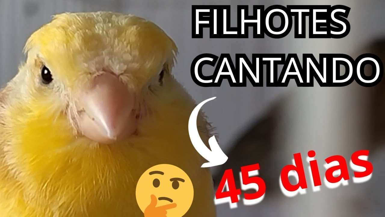 QUAL idade FILHOTES  começa a CANTAR? #canary ,#passaros , #birds