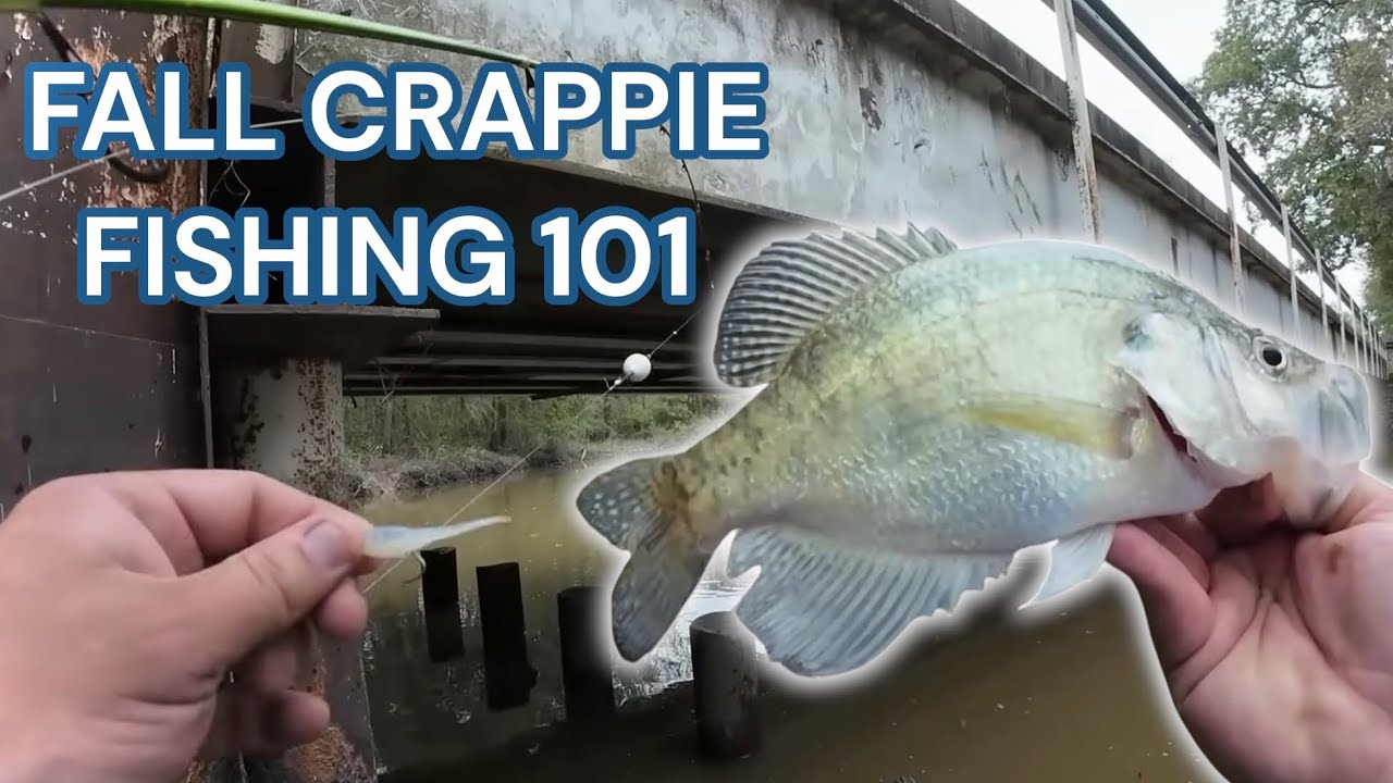 WHERE TO FIND FALL CRAPPIE FROM THE BANK, BOAT, & KAYAK‼️FALL CRAPPIE FISHING 101