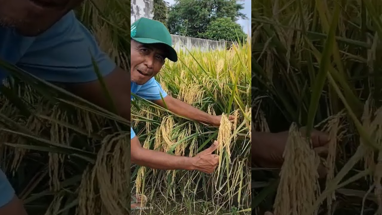 Hibrida Intani 602.🌾🌾Batang Kokoh & Potensi Hasil Tinggi.👍🏻