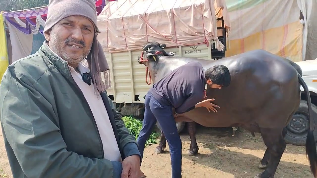 HLDB शिमन की शौ क्वालिटी मुर्रा भैंस #HLDB semen murrah buffalo #NDRI Karnal