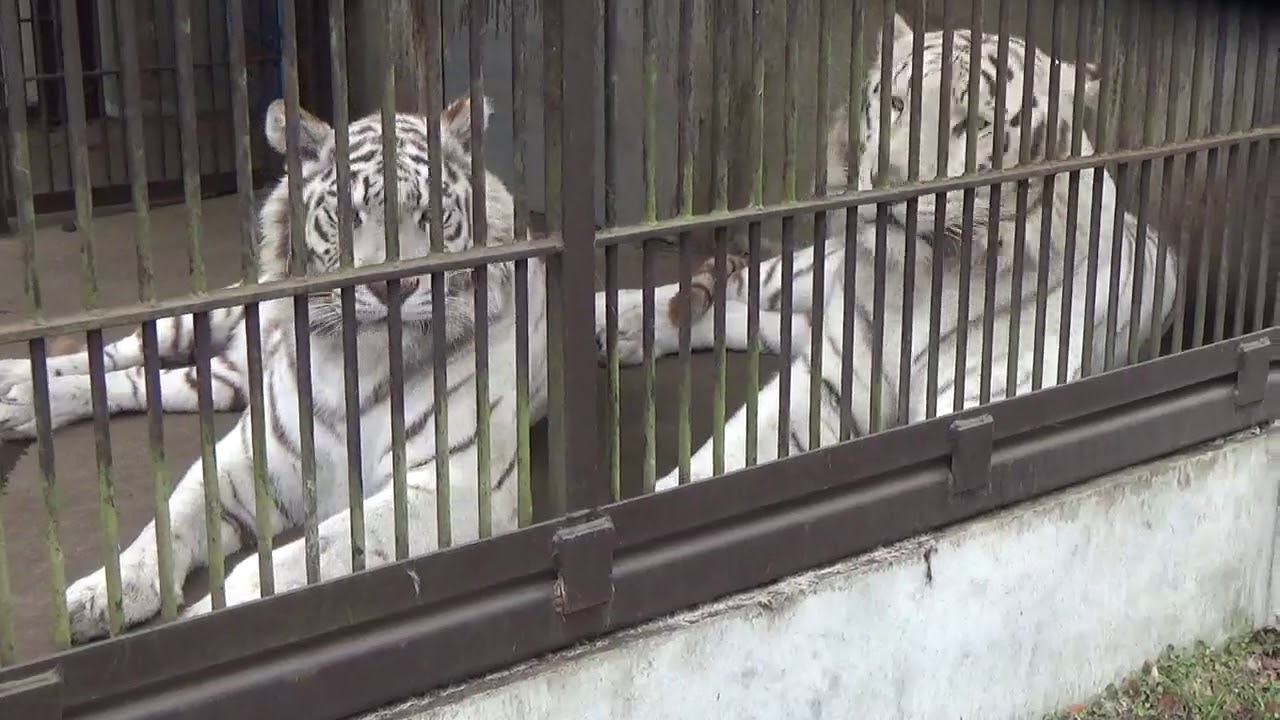 2019.2.11 宇都宮動物園☆ホワイトタイガーのアース王子＆シラナミ姫_03
