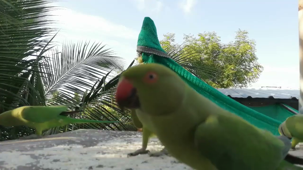 GreenParakeet Feeding - Day 187
