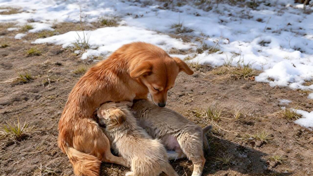 狗狗被主人遗弃，带着两只小狗在雪天艰难求生，结局却让人暖哭了