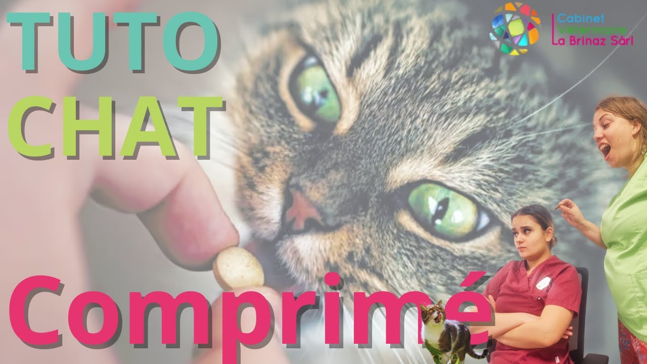 📌 TUTO CHAT : Comment donner un comprimé facilement et sans stress ?