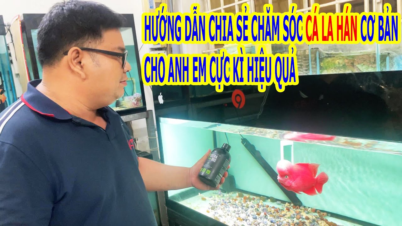 Hướng dẫn chia sẻ cách chăm sóc cá LA HÁN cơ bản cực kì hiệu quả