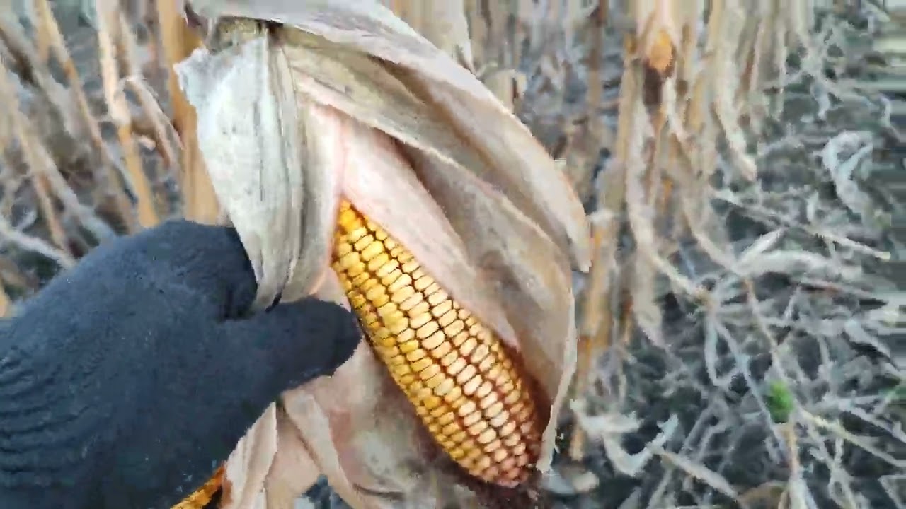 Молотьба кукурудзи в новому сезоні, 27.04.2022