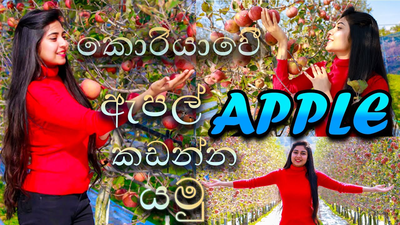 apple picking in south korea කොරියාවේ ඇපල් කඩන්න යමු 아름다운 대한민국 사과 농장 ඇපල් ගහෙ තියෙද්දිම කෑවා 😜