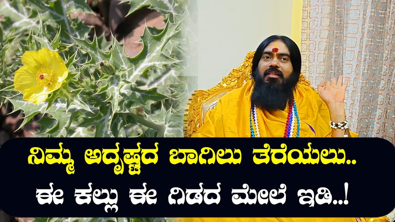 ನಿಮ್ಮ ಅದೃಷ್ಟದ ಬಾಗಿಲು ತೆರೆಯಲು.. ಈ ಕಲ್ಲು ಈ ಗಿಡದ ಮೇಲೆ ಇಡಿ..!