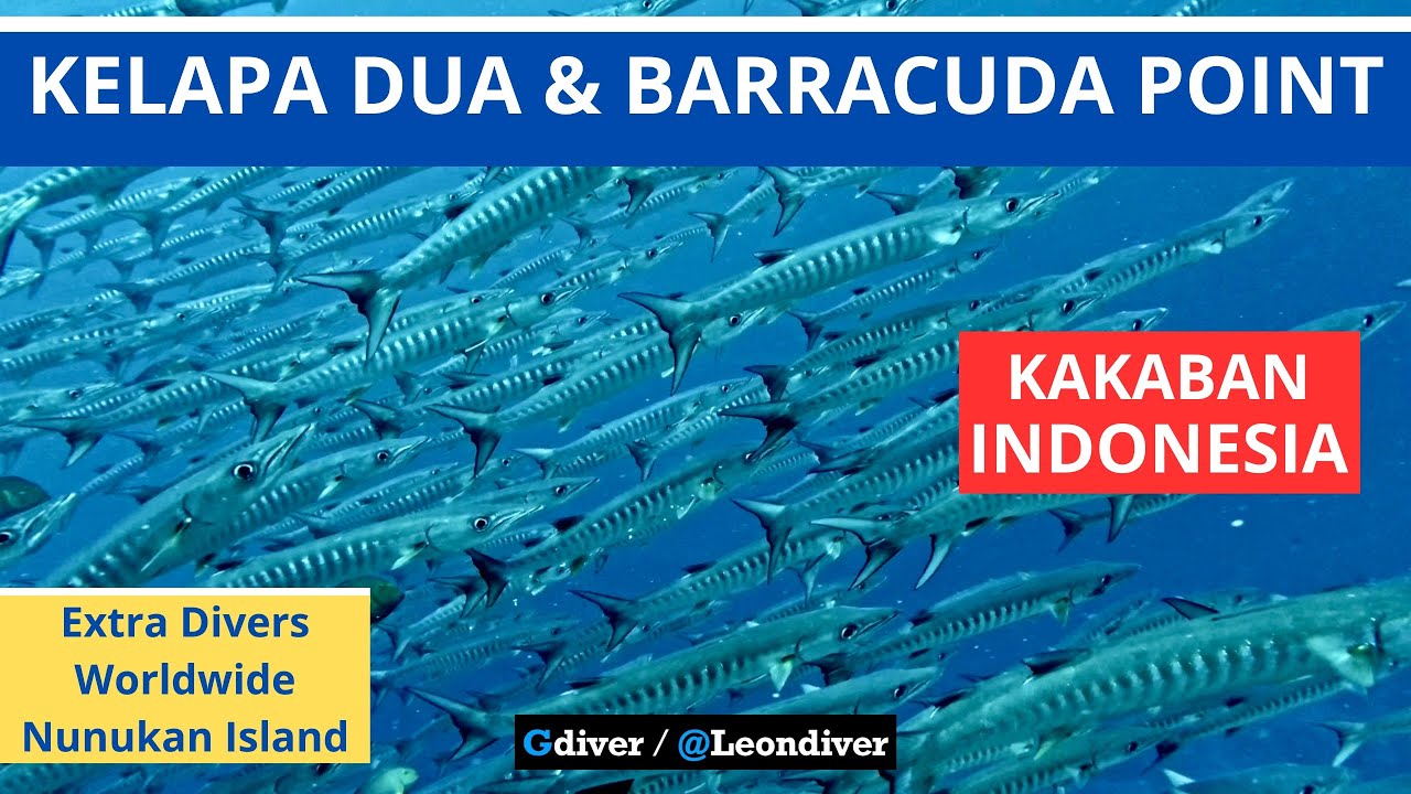 Kakaban Island: Kelapa Dua & Barracuda Point in current, East Kalimantan, Maratua. Indonesia
