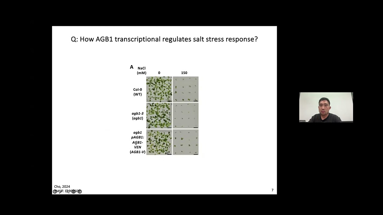 Arabidopsis AGB1 participates in salinity response through bZIP17-mediated unfolded protein response