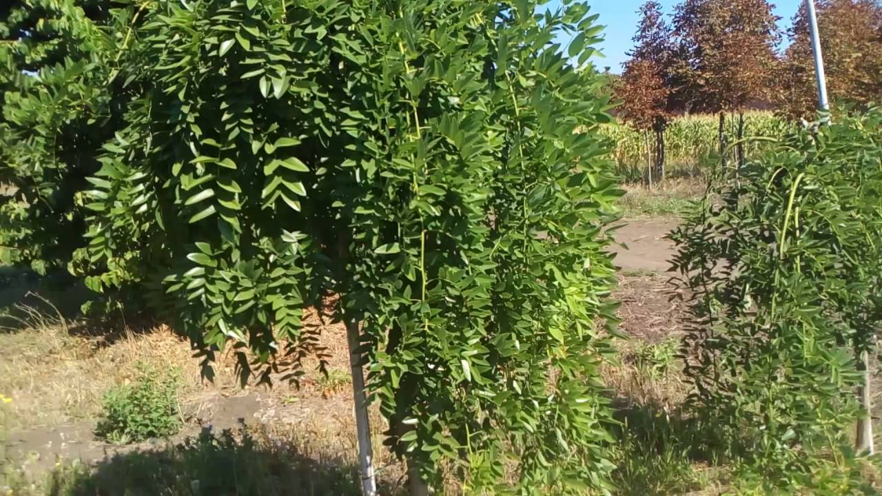 Софора японская плакучая | Plante.md