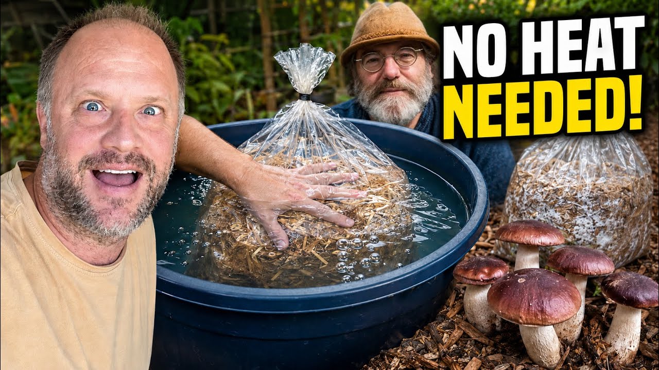 Paul Stamets Style Wood Chip Fermentation Tek; Zero Energy Mushroom Fermentation/Pasteurization