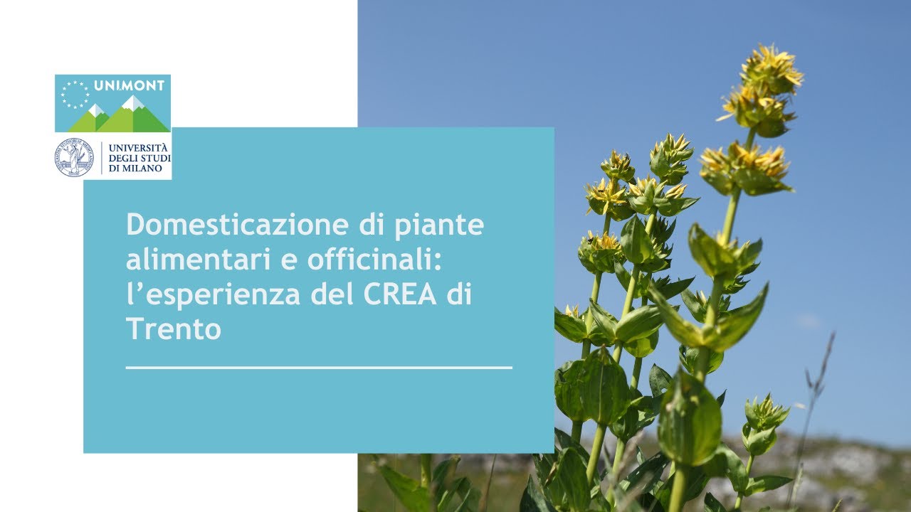 Domesticazione di piante alimentari e officinali: l&rsquo;esperienza del CREA di Trento