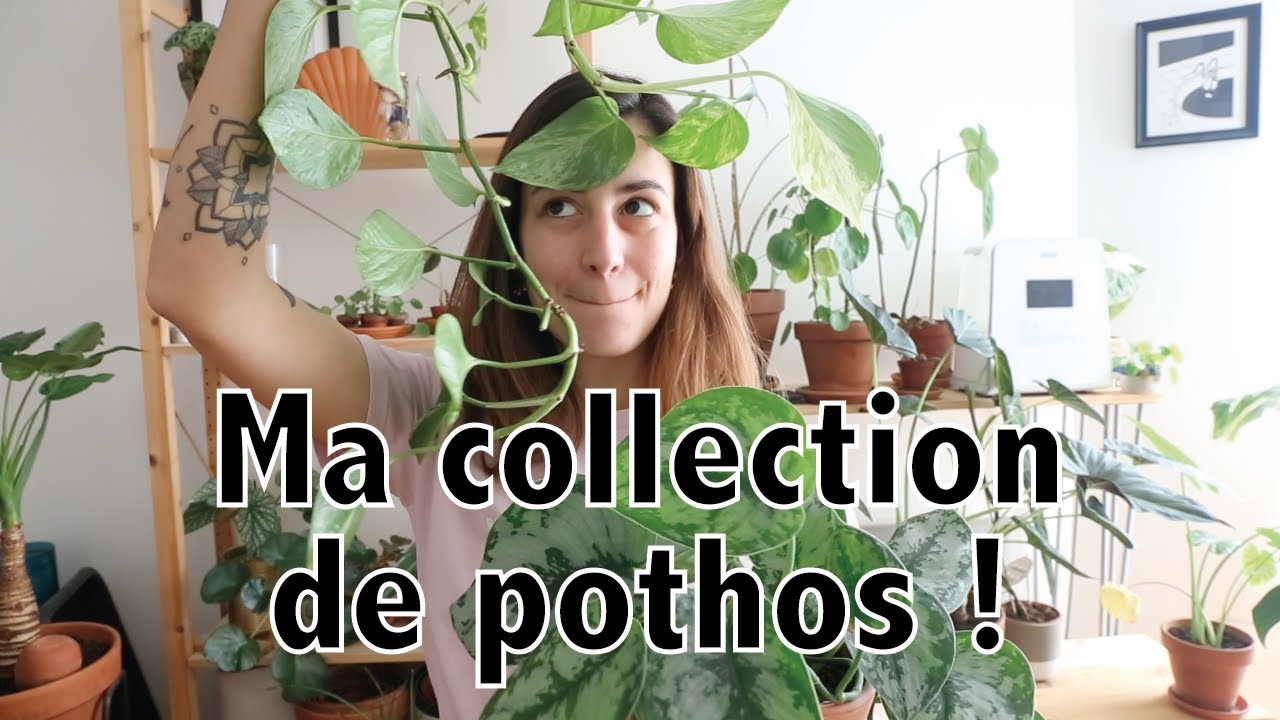 Le pothos : entretien et toute ma collection ! | Vertbobo