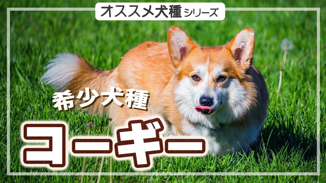 【コーギー 特徴】コーギーの特徴・魅力・飼う時の注意点
