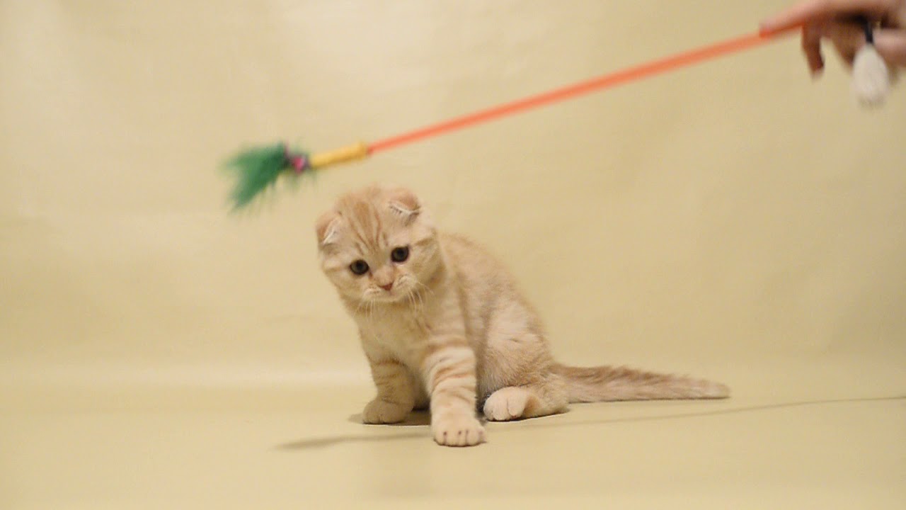 Cream tabby
