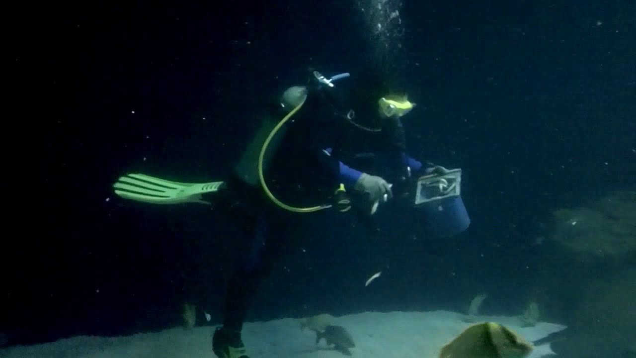 A Day In The Life Of A Tennessee Aquarium Volunteer Diver...
