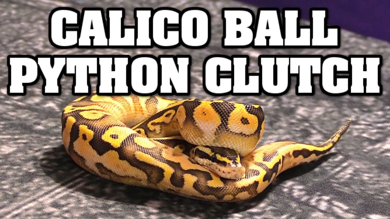 Clutch Update!!  Calico ball python combos.  WOW!!! 😲