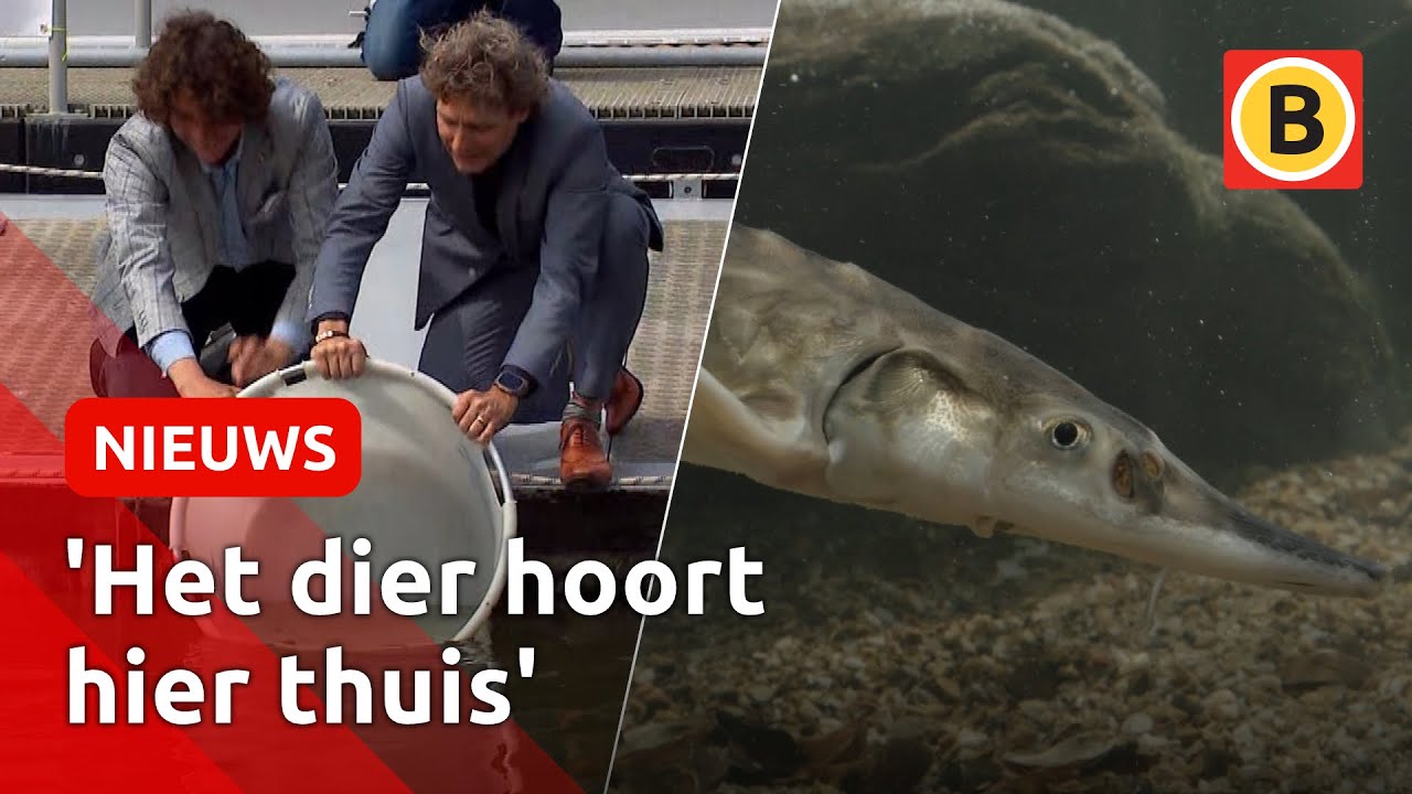 OERVIS STEUR is NA 70 JAAR terug in DE BIESBOSCH 🐟 | Omroep Brabant