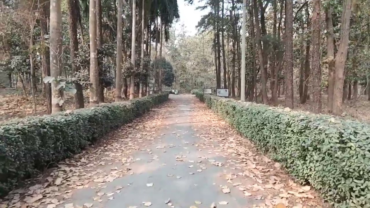 পাতার সাম্রাজ্য | ভাওয়াল জাতীয় উদ্যান | গাজীপুর 