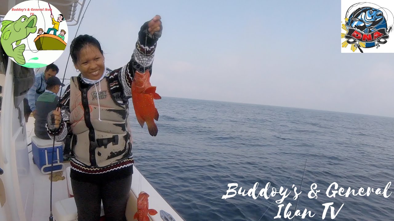 Ikan Sheri I Emperor I Red Hamour I Kerapu Merah I Red Grouper I Red lapu-Lapu I