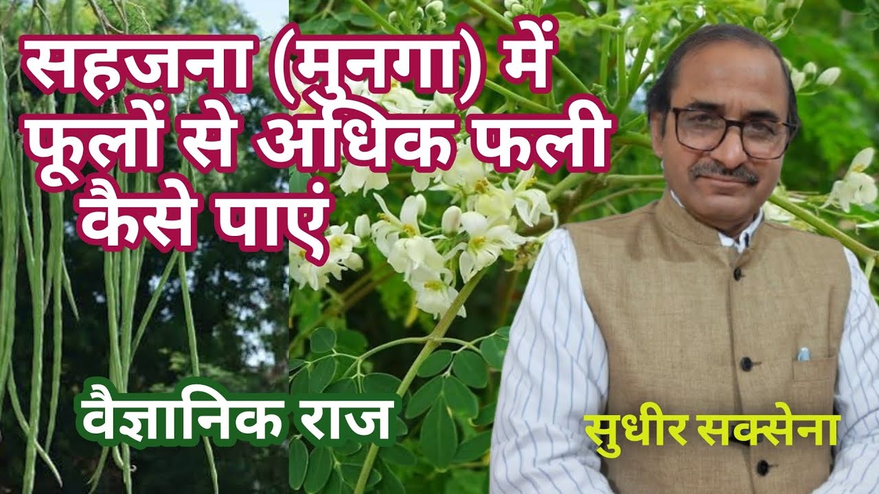 मुनगा (सहजन) में अधिक फल कैसे लें।मोरिंगा में फली कैसे बढ़ाएं। सहजन की अधिक उपज कैसे लें। Drumstick 
